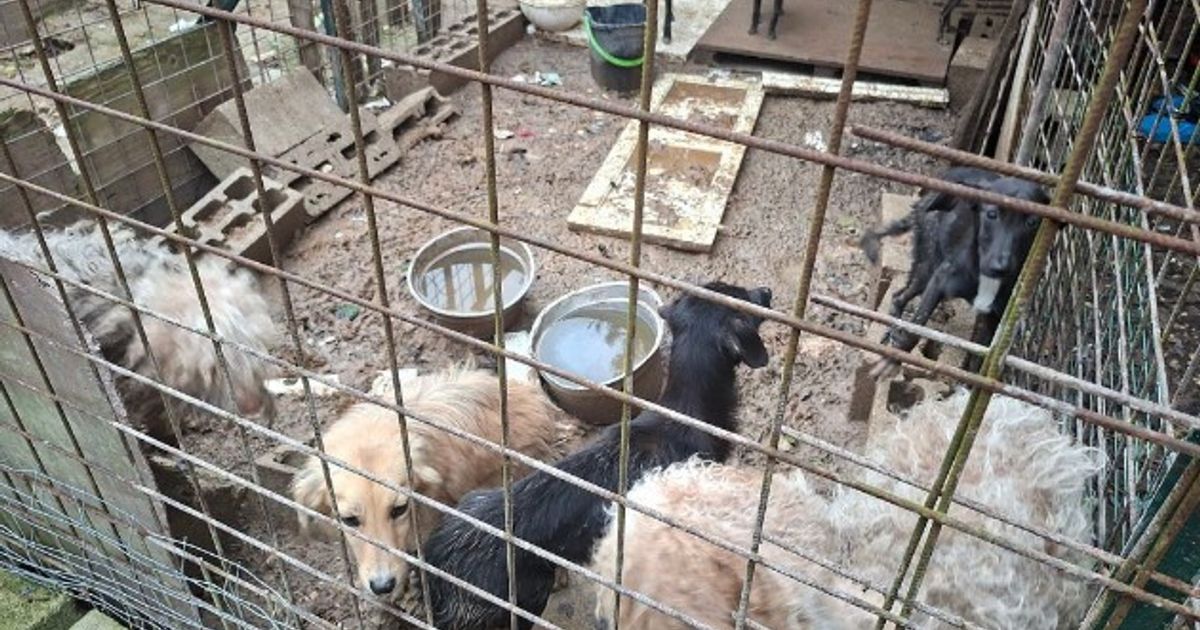 Salvati nel chietino 15 cani che vivevano nel fango