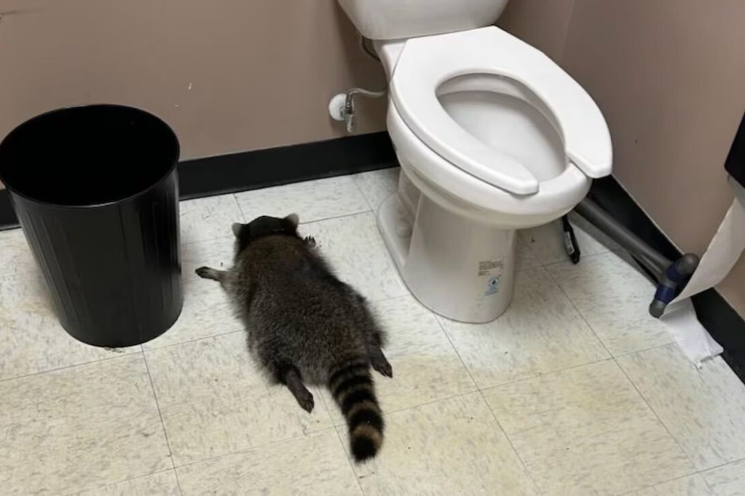 Procione ubriaco in un negozio liquori in Virginia