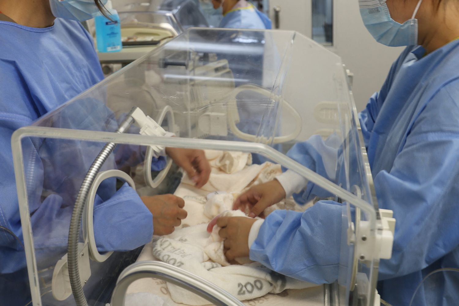 Panda gemelli nati allo zoo di Berlino