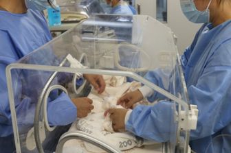 Panda gemelli nati allo zoo di Berlino