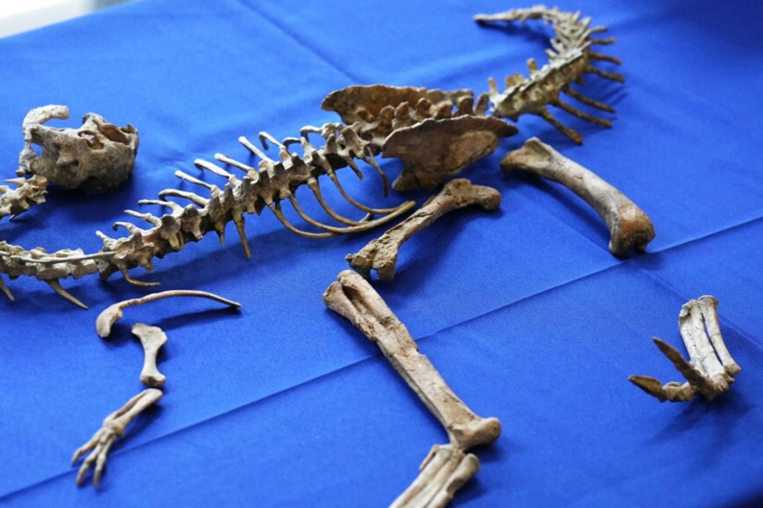 Il dinosauro che verrà restituito alla Mongolia