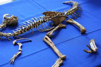 Il dinosauro che verrà restituito alla Mongolia