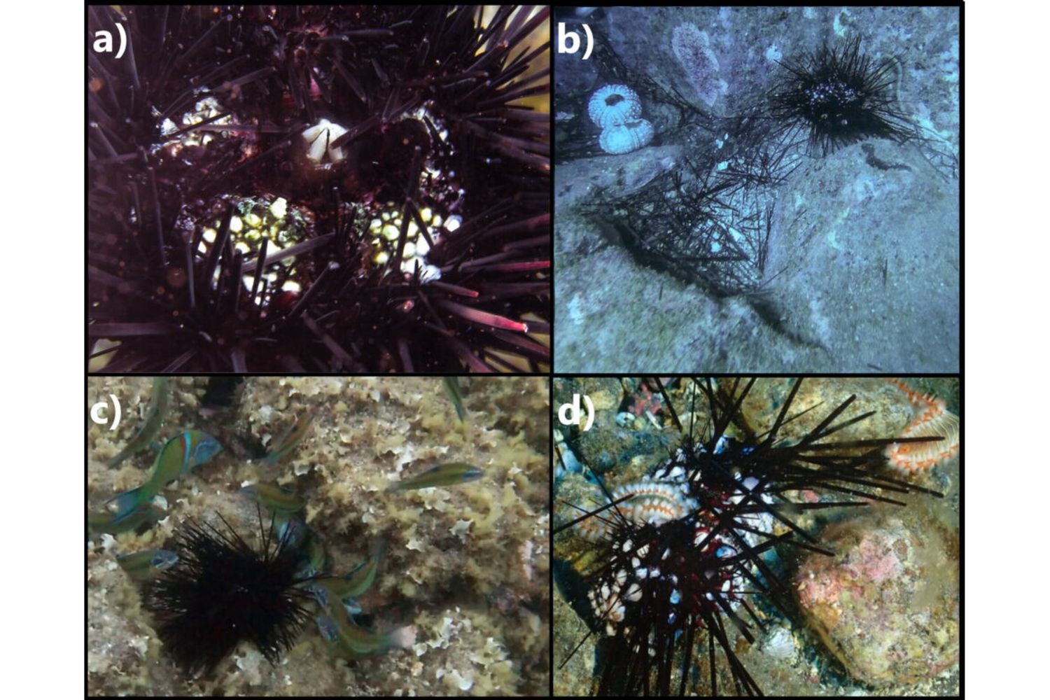 Una pandemia sta sterminando i ricci di mare, il caso delle Isole Canarie