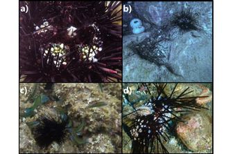 Una pandemia sta sterminando i ricci di mare, il caso delle Isole Canarie