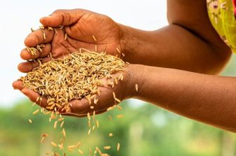 L'Egitto e l'Italia collaborano per un'agricoltura sostenibile