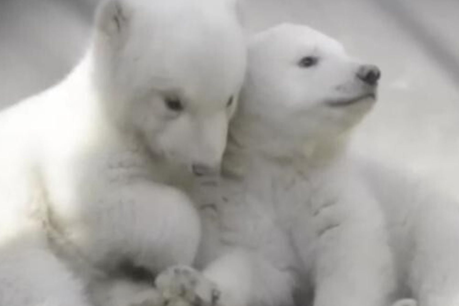 Cuccioli orsi polari