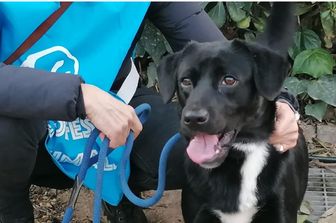 Uno dei cani che ha partecipato al Canile va in città