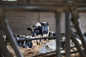 Allevamento in Francia