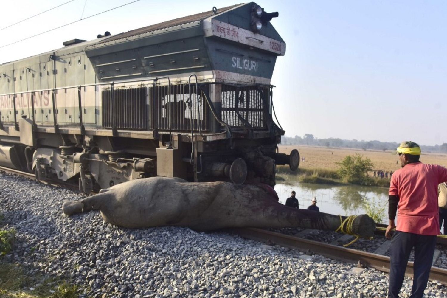 Corpi di elefanti giacciono tra i binari della ferrovia dopo che un treno li ha investiti in un villaggio in India