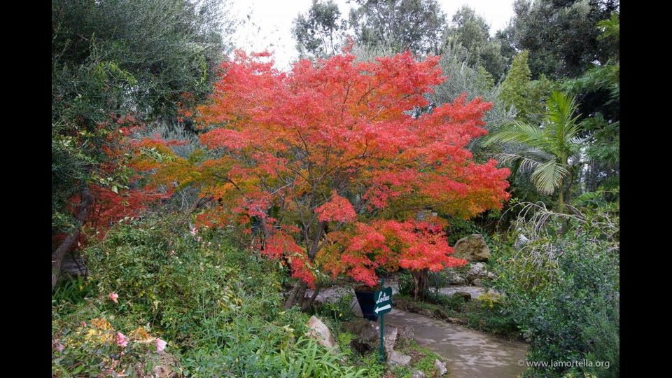 Giardini La Mortella