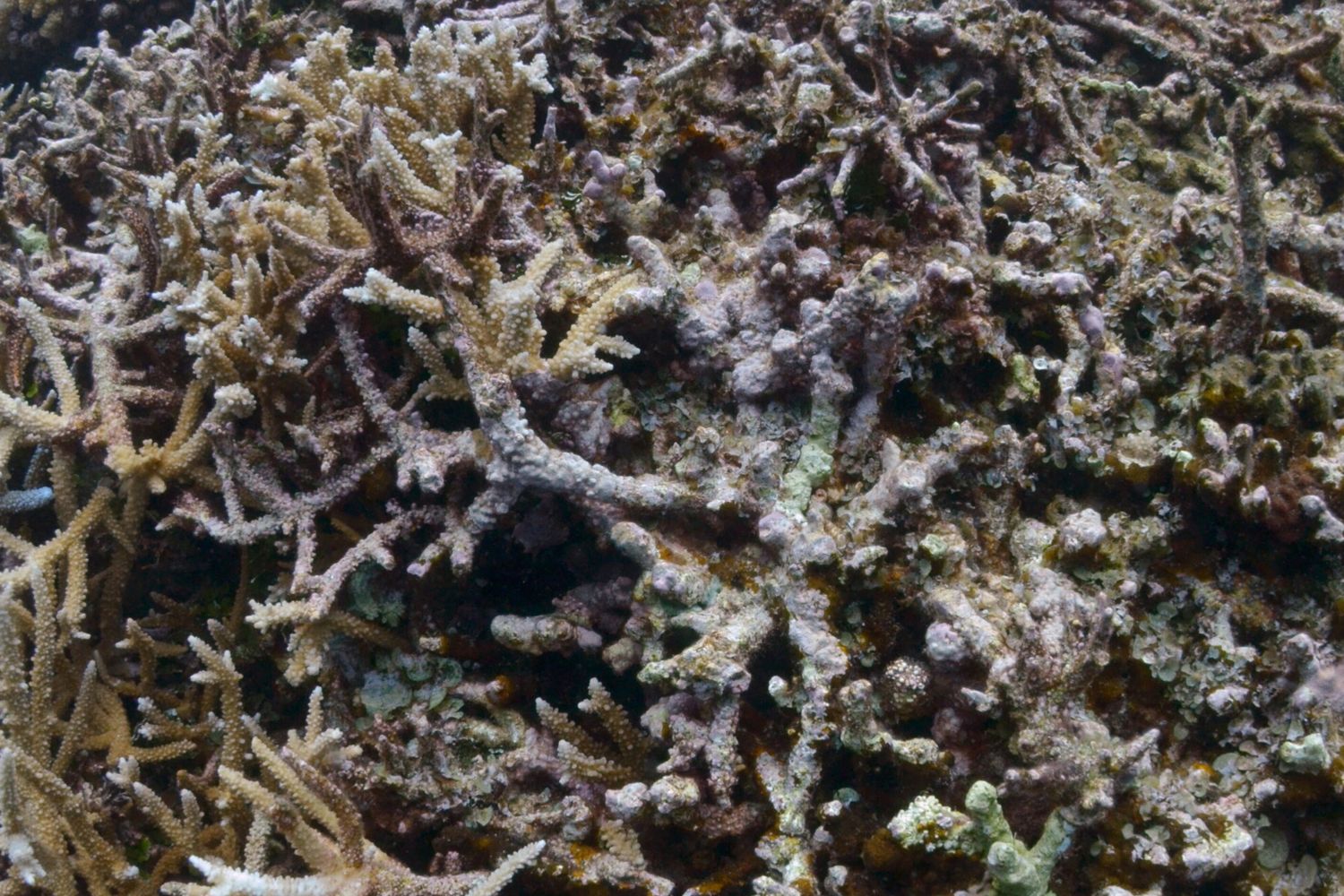 Un sub esamina lo sbiancamento dei coralli &nbsp;