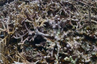 Un sub esamina lo sbiancamento dei coralli &nbsp;