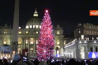Ecco l'albero di Natale del Vaticano a Piazza San Pietro