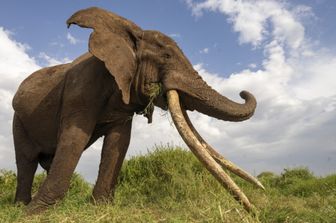 Craig, l'elefante dalla zanne giganti