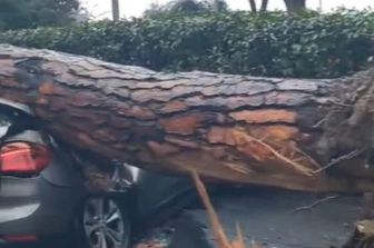 La caduta di un albero in via Cassia, a Roma