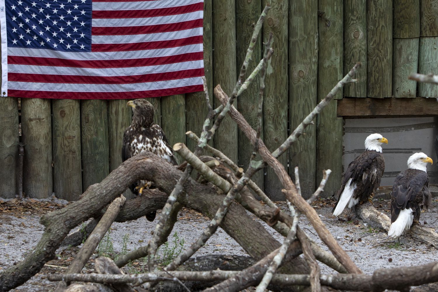 Soldi e trattati, così gli Stati Uniti sono diventati un impero