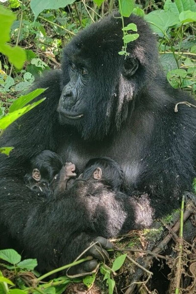 Nel Parco dei Virunga rara nascita di due gorilla gemelli [VIDEO]