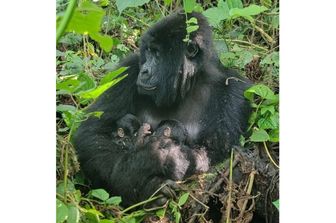 Nel Parco dei Virunga rara nascita di due gorilla gemelli [VIDEO]