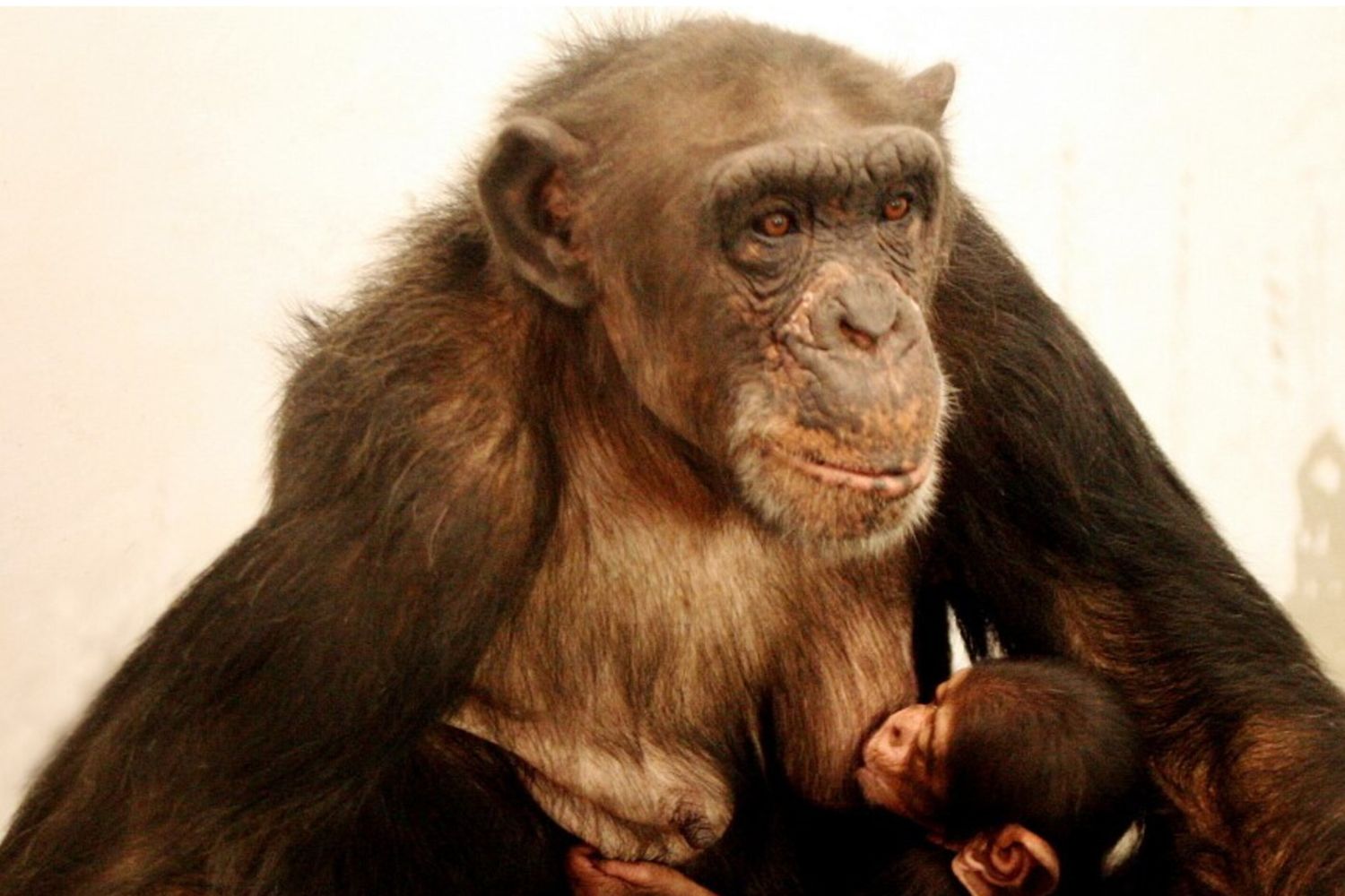 L'anziana scimpanzé Ai allatta il suo cucciolo in uno zoo di Xian