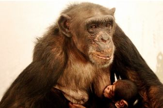 L'anziana scimpanzé Ai allatta il suo cucciolo in uno zoo di Xian