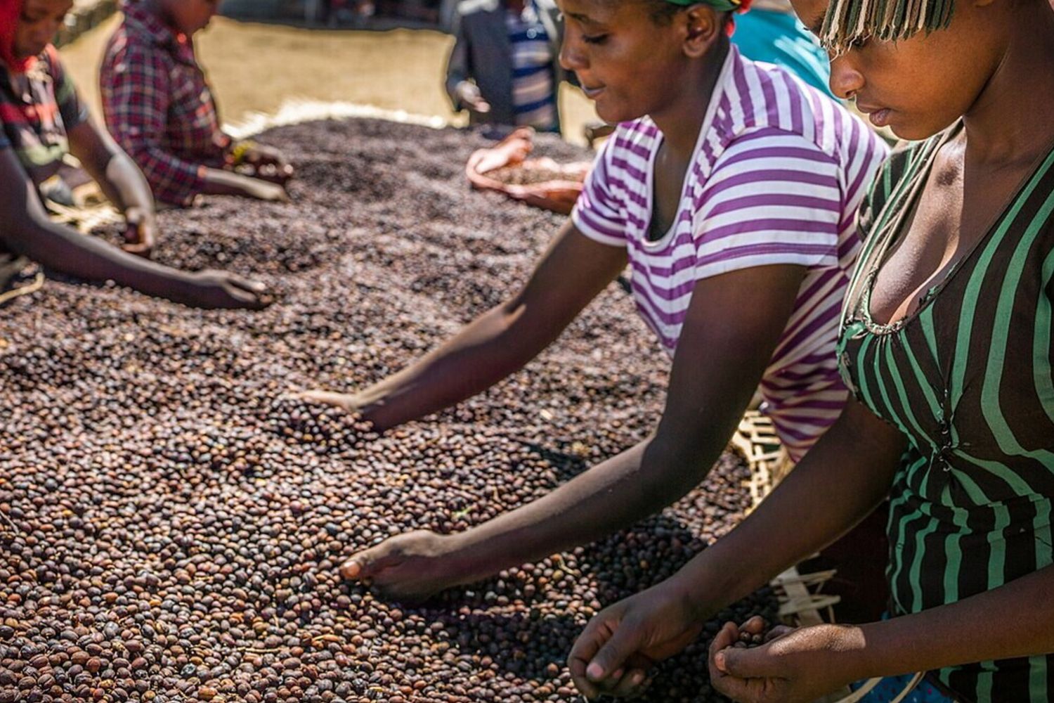 Il Gruppo Generali e l'UNIDO collaborano per una produzione sostenibile di caffè in Africa.