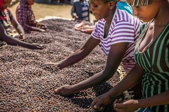 Il Gruppo Generali e l'UNIDO collaborano per una produzione sostenibile di caffè in Africa.