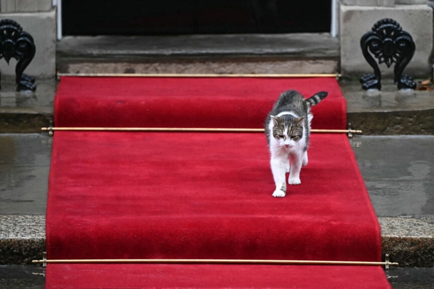 Il gatto Larry cammina su un tappeto rosso fuori dal numero 10 di Downing Street