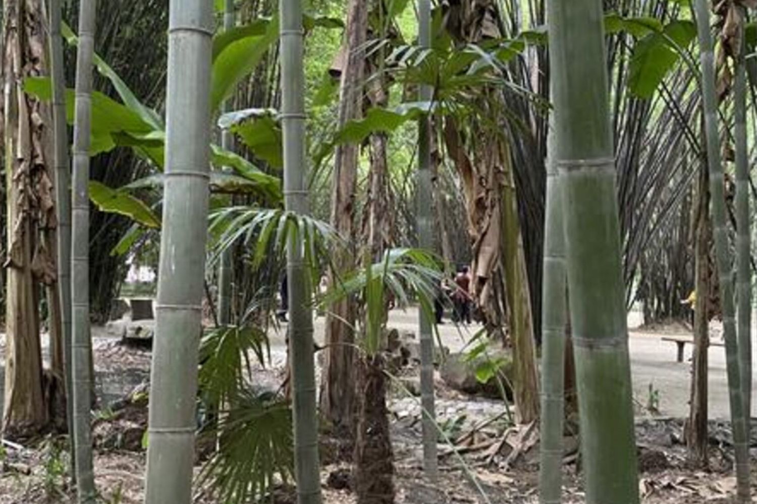 Il bambù è il nuovo superfood? Benefici per glicemia e intestino