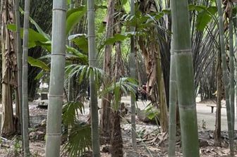 Il bambù è il nuovo superfood? Benefici per glicemia e intestino