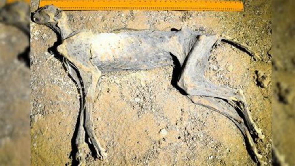 Mummia di ghepardo trovata nelle grotte di Lauga, nella zona di Arar, nel nord dell'Arabia Saudita