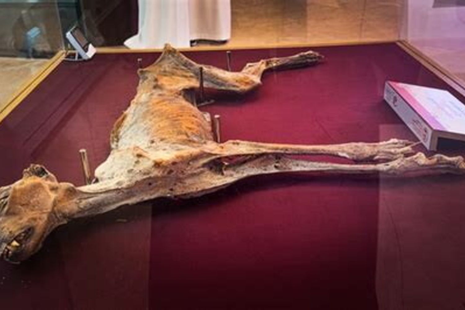 Mummia di ghepardo trovata nelle grotte di Lauga, nella zona di Arar, nel nord dell'Arabia Saudita