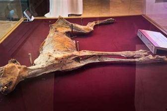 Mummia di ghepardo trovata nelle grotte di Lauga, nella zona di Arar, nel nord dell'Arabia Saudita