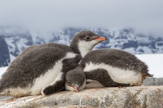 Pinguini sull'isola di Goudier in Antartide