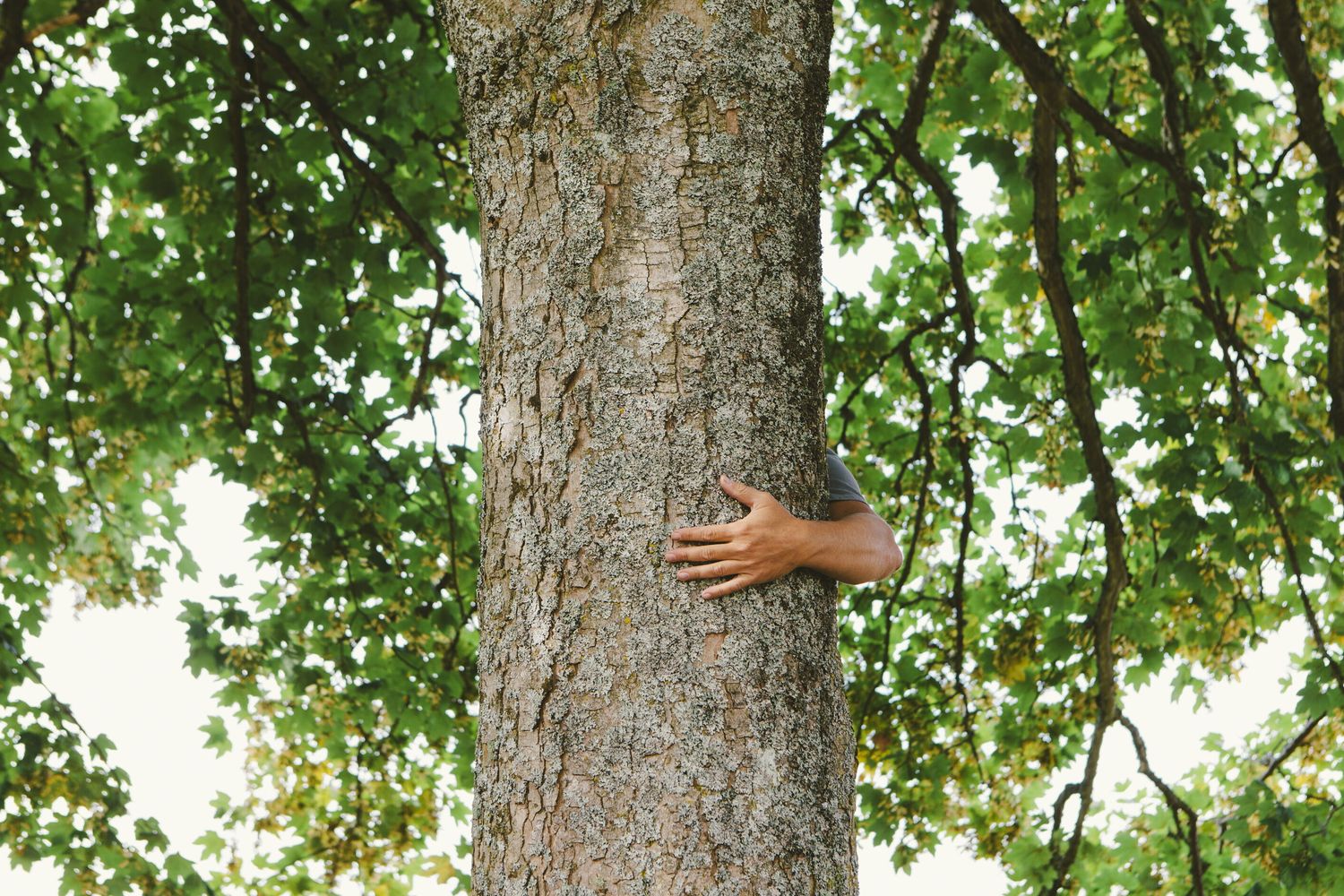 Abbracciare gli alberi