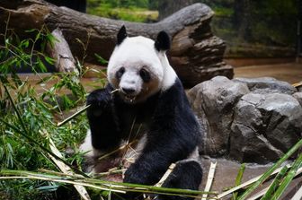 I panda lasciano Tokyo: fine della diplomazia Cina-Giappone
