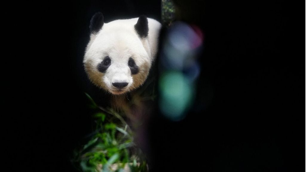 Panda via da Tokyo: stop all'amicizia Cina-Giappone