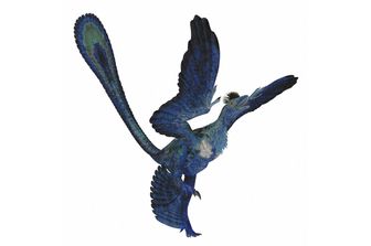 Microraptor