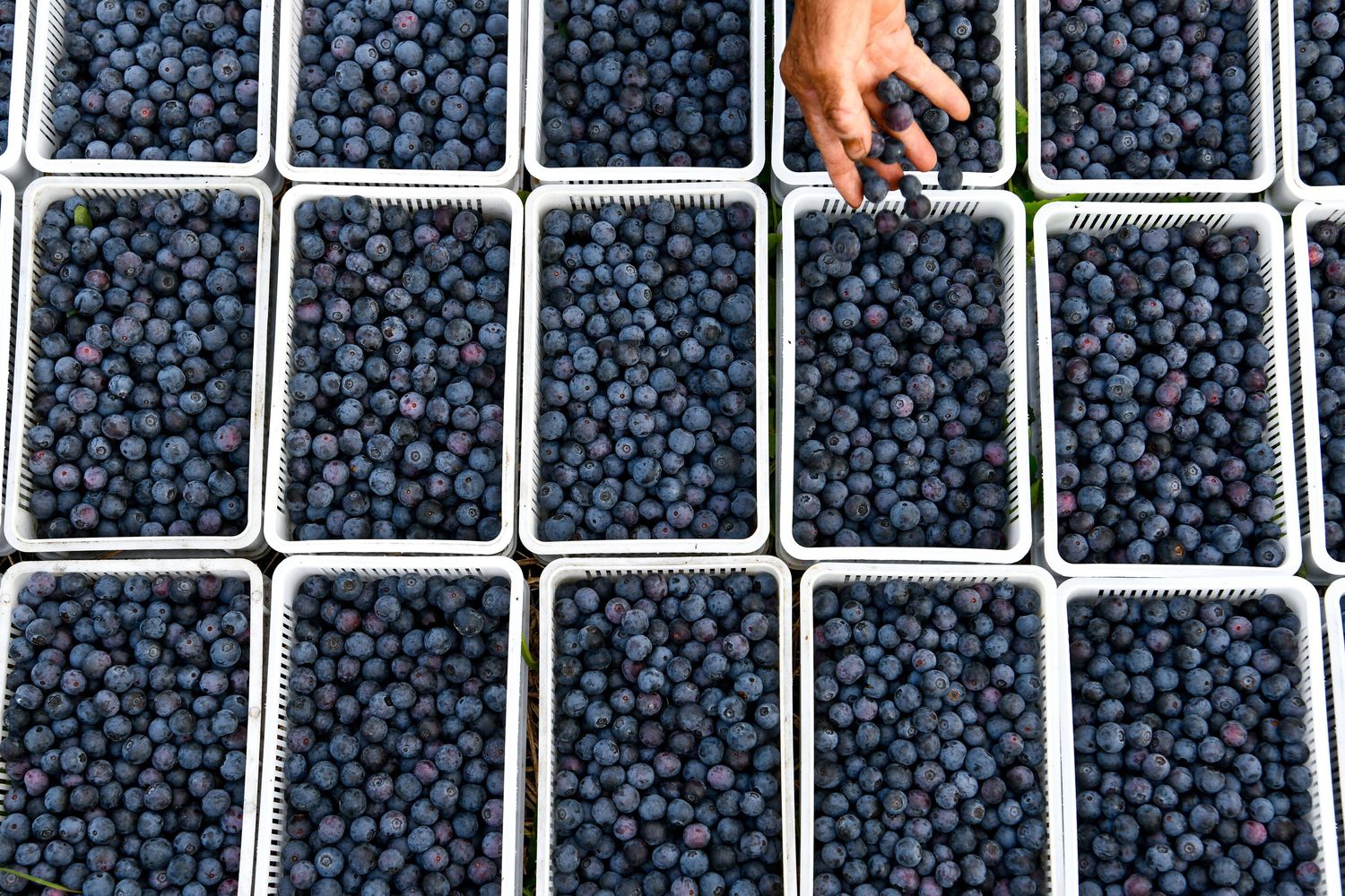 Perchè i mirtilli selvatici fanno bene al cuore e al metabolismo