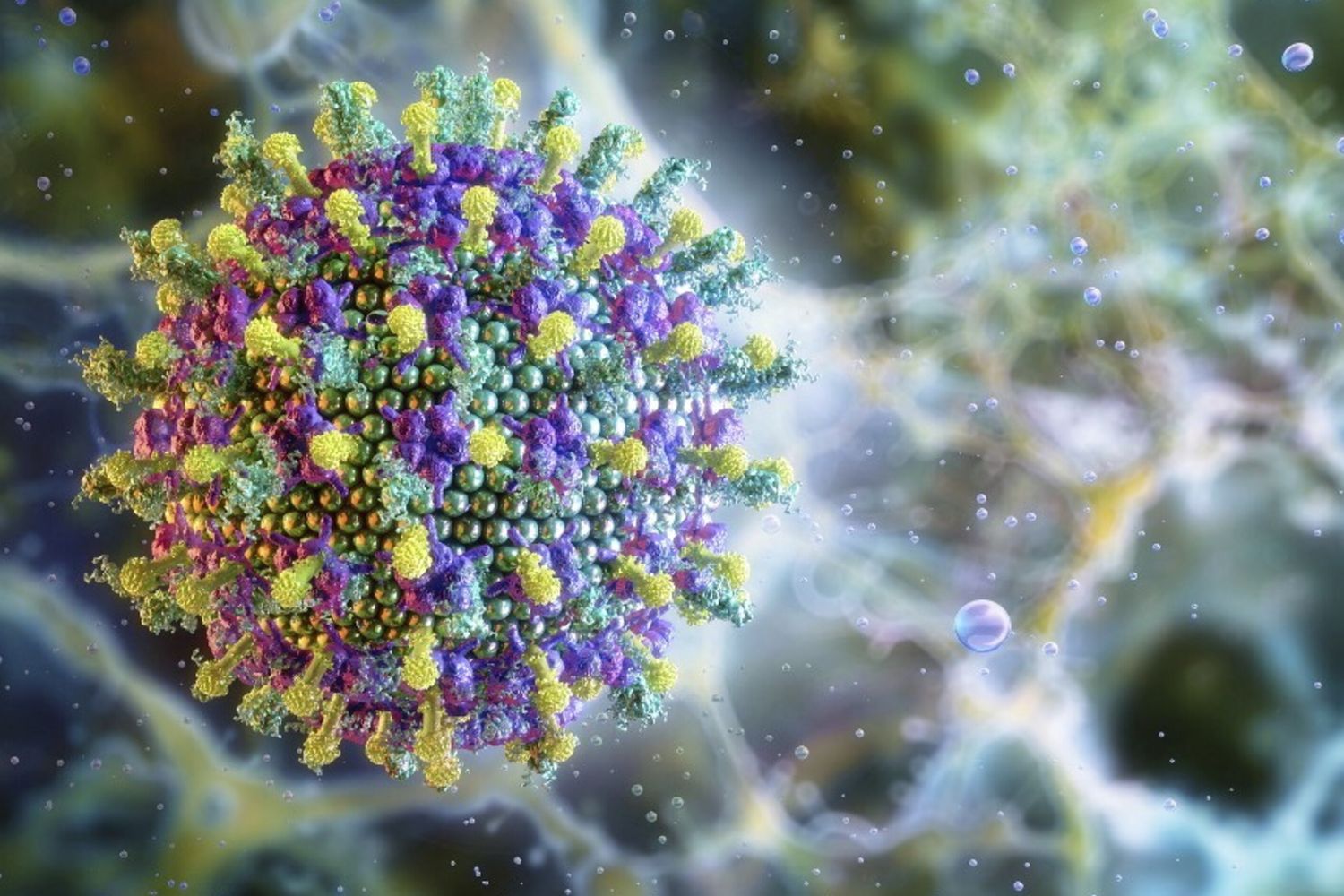 Virus Nipah in India: cos’è, come si trasmette e quali sono i rischi