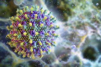 Virus Nipah in India: cos’è, come si trasmette e quali sono i rischi