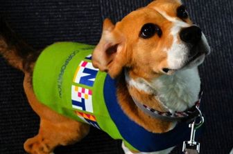 Elle, il beagle che fiuta le cimici in Giappone