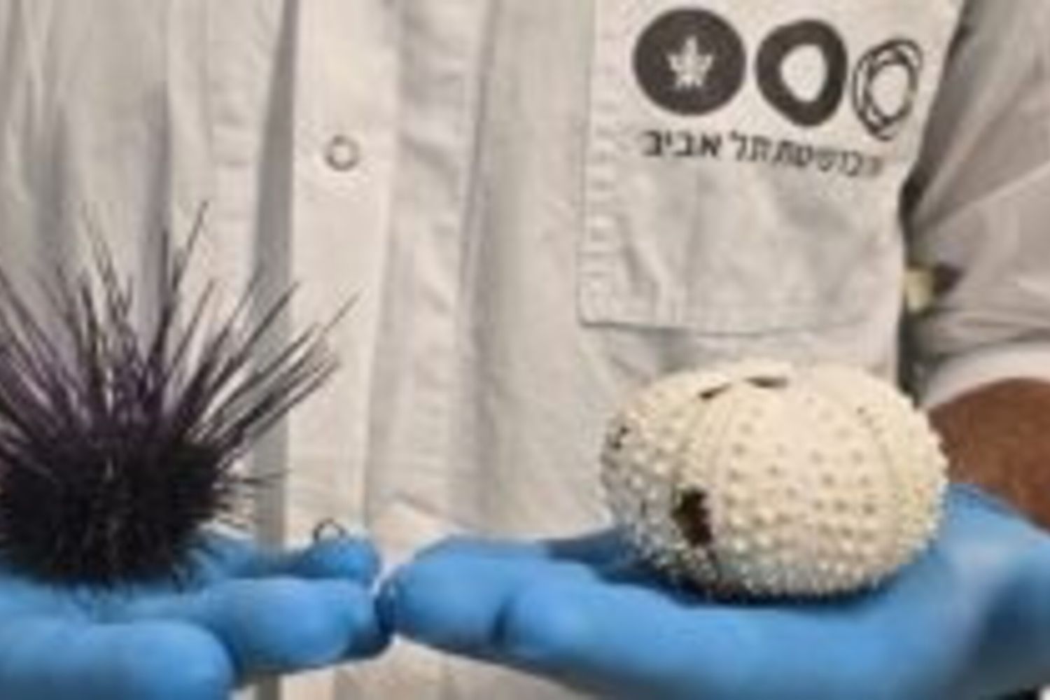 Allarme globale sui ricci di mare. E' in atto una moria senza precedenti