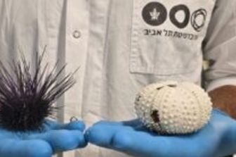 Allarme globale sui ricci di mare. E' in atto una moria senza precedenti