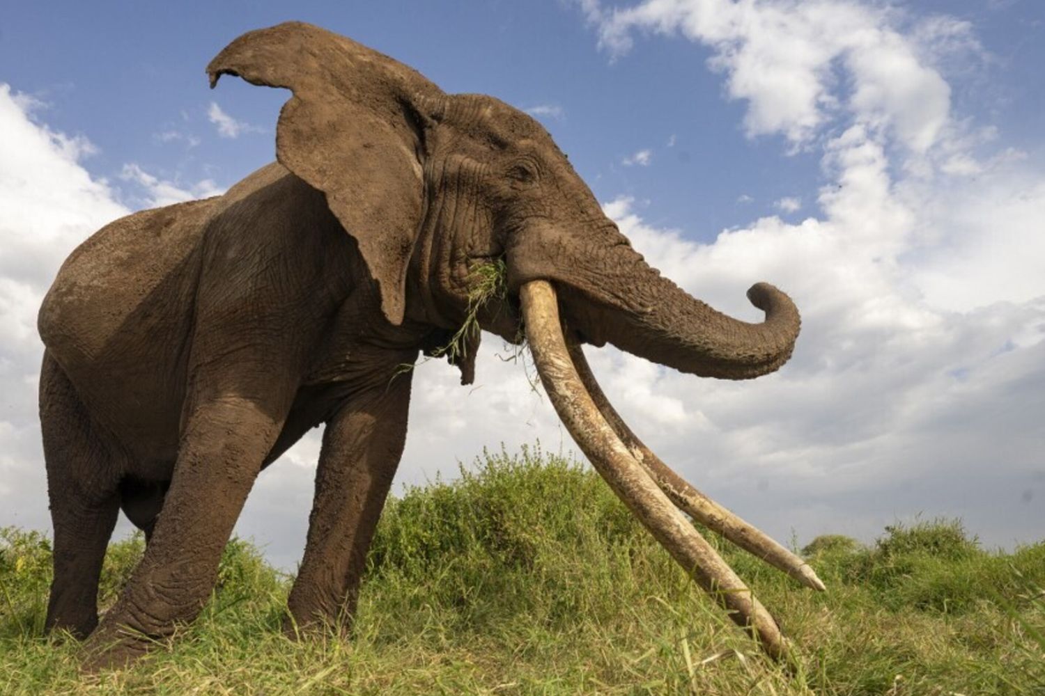 Craig, l'elefante dalla zanne giganti