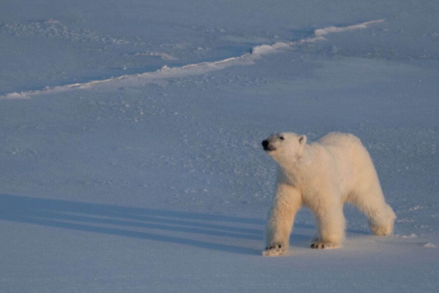 Un orso polare alle Svalbard