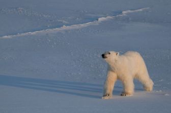 Un orso polare alle Svalbard