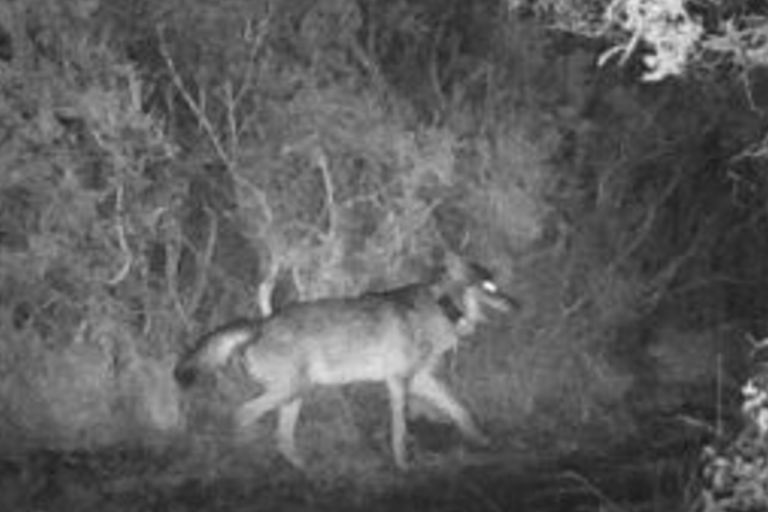 Il lupo zoppo della Maremma