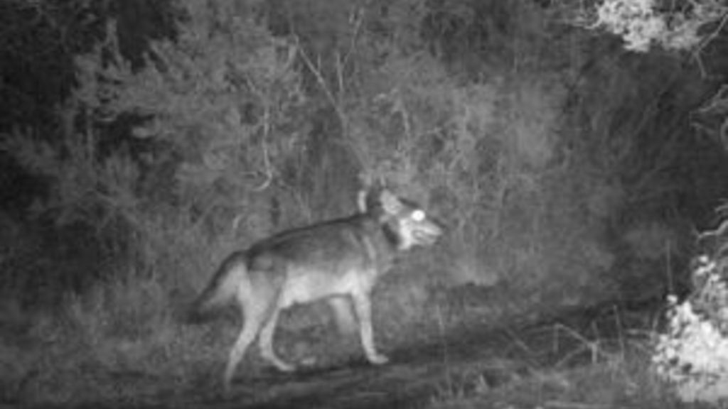 Il lupo zoppo della Maremma