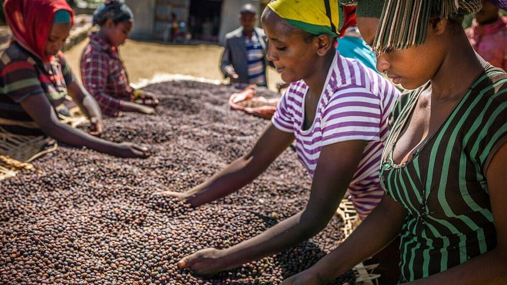 L'Italie soutient la filière du café éthiopien