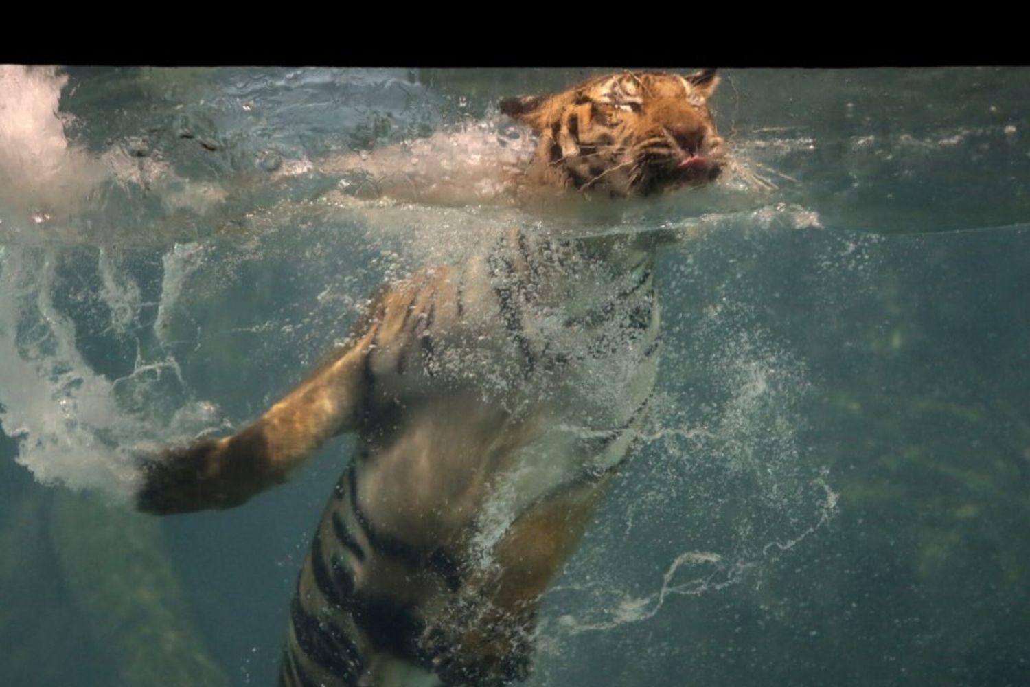 Thailandia virus tigre